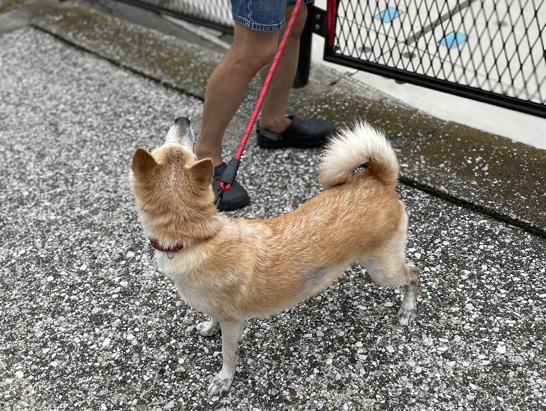 舗装された道の上で、飼い主を見上げている柴ミックスのルナ